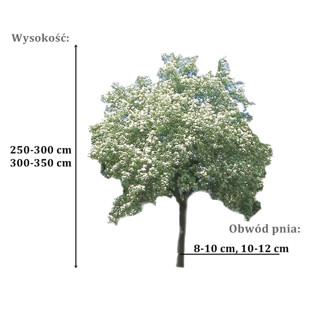 jarzab magnifica - duze sadzonki drzewa o roznych obwodach pnia 